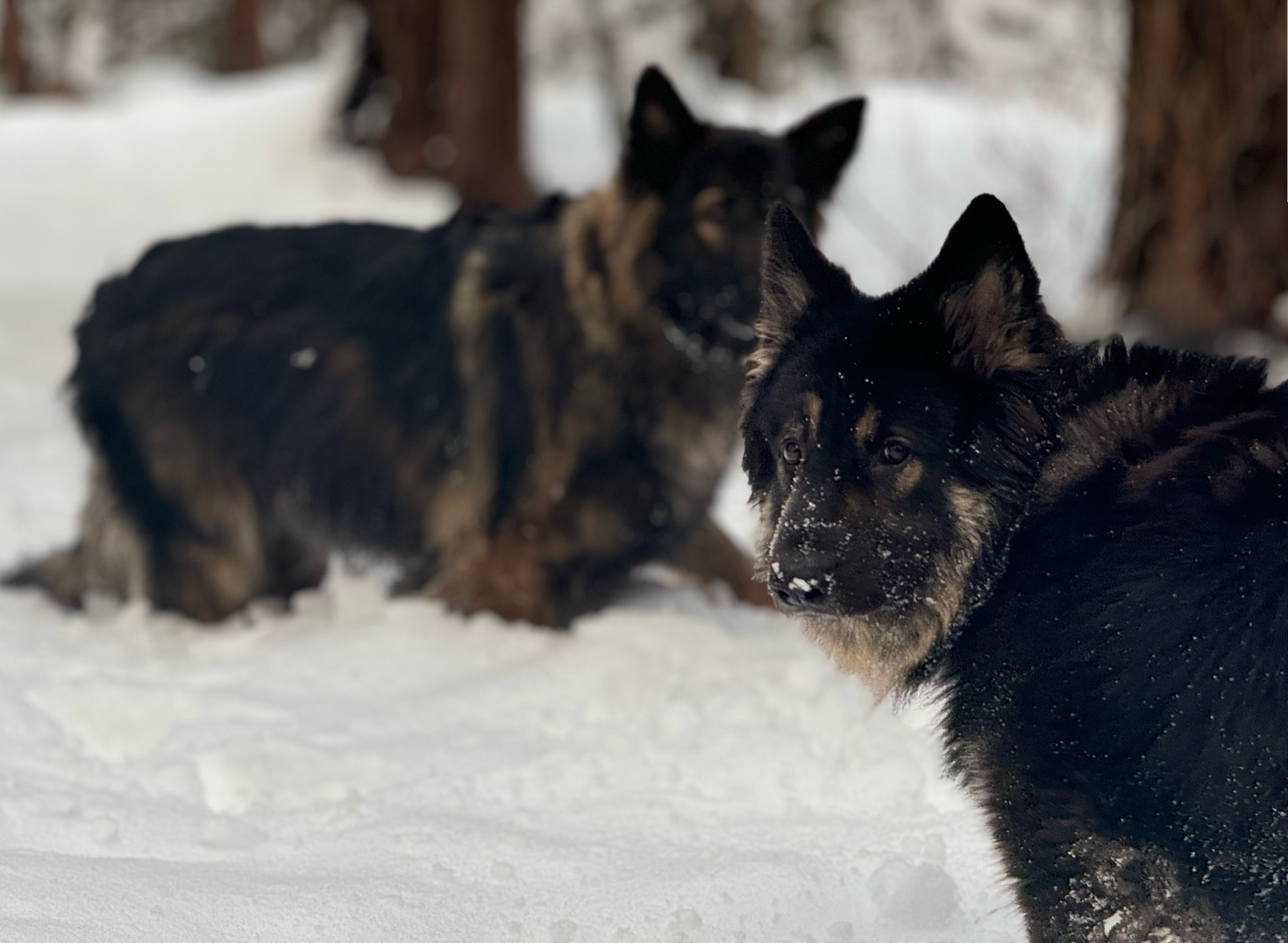 Arlo and Goose at Lake Tahoe